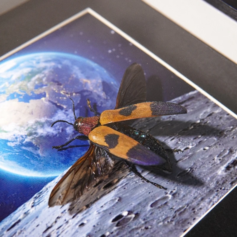 紫斑金吉丁昆虫标本真虫展示框相框桌面摆件儿童节小众创意礼物