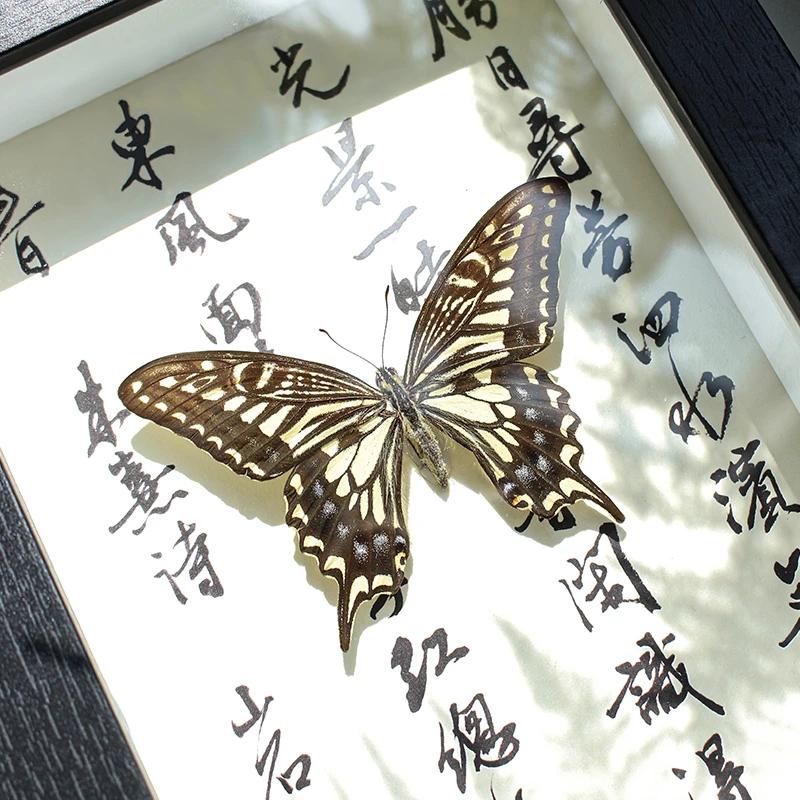 柑橘凤蝶蝴蝶标本新中式国风书法小众创意桌面摆件墙壁挂画送礼物