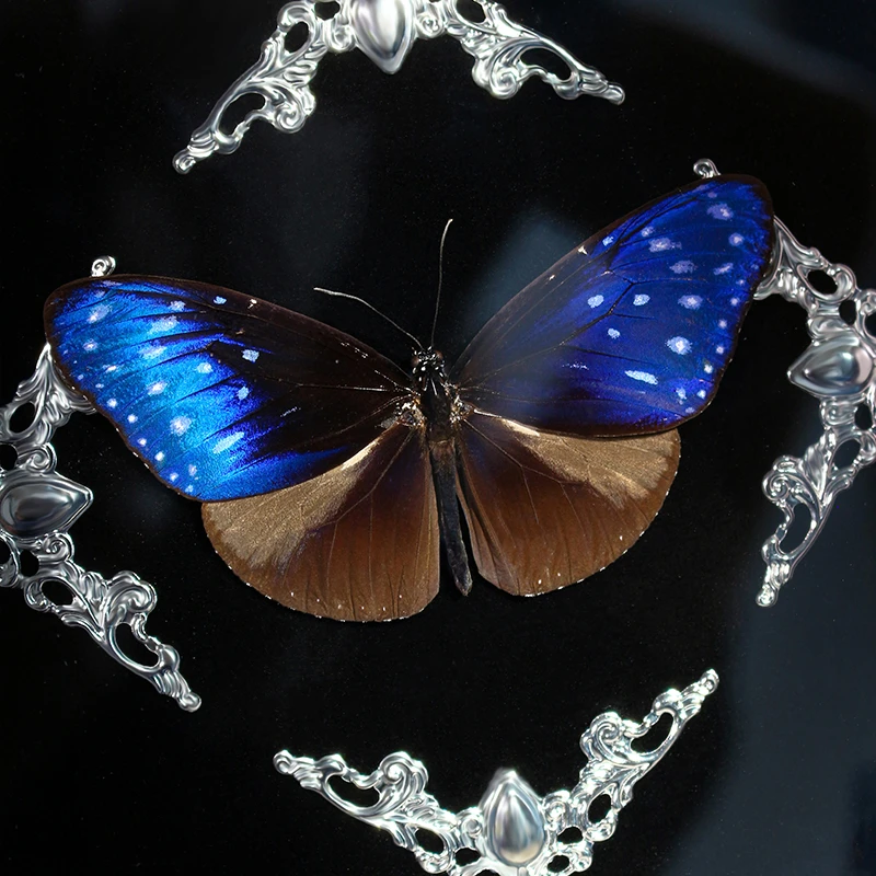 紫斑蝶蝴蝶标本蓝色小众家居装修好物摆件装饰画展示框收藏艺术品