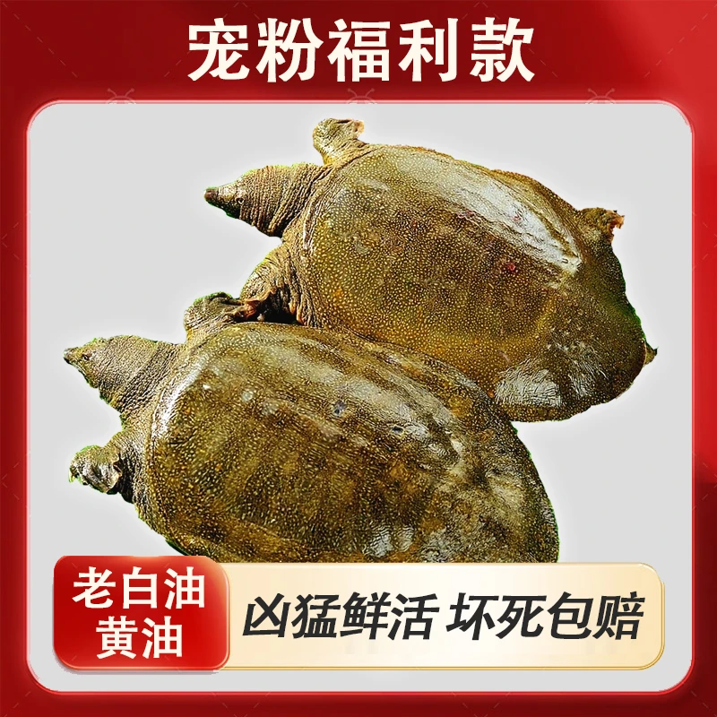【福利款】三条牛生态外塘甲鱼青黄鲜活体大甲鱼水鱼团鱼中华老鳖