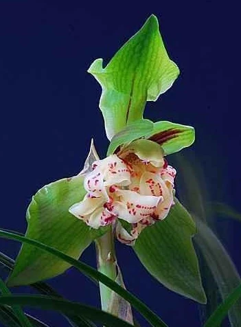 神州奇蝶，春兰，3月开，一杆一花，幽香，一组3苗