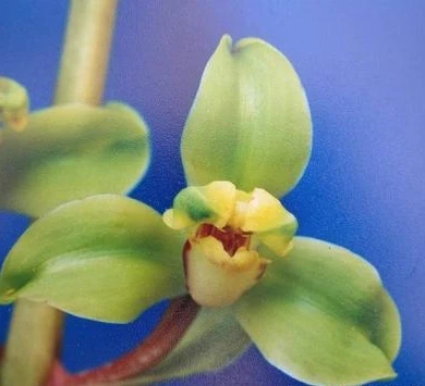 神桃，蕙兰，4一5月开花，一杆多花，花幽香，一组2苗