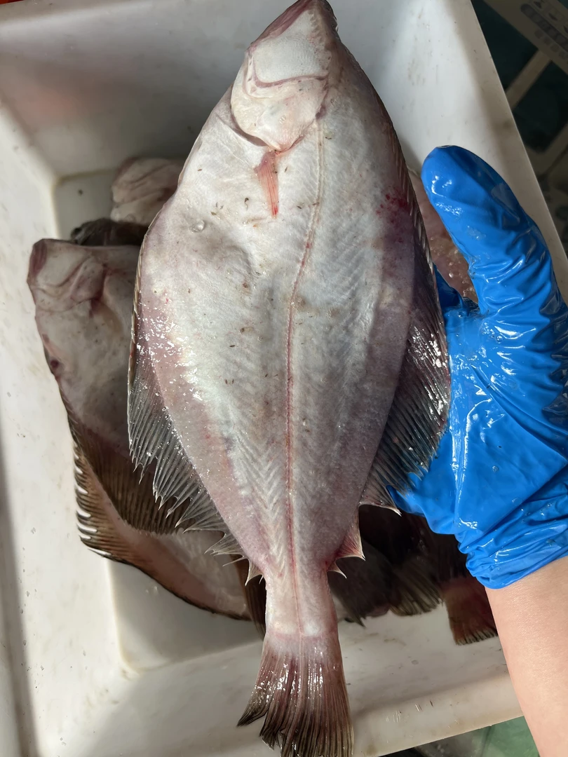 大连野生偏口鱼大号4斤10条以内 顺丰包邮