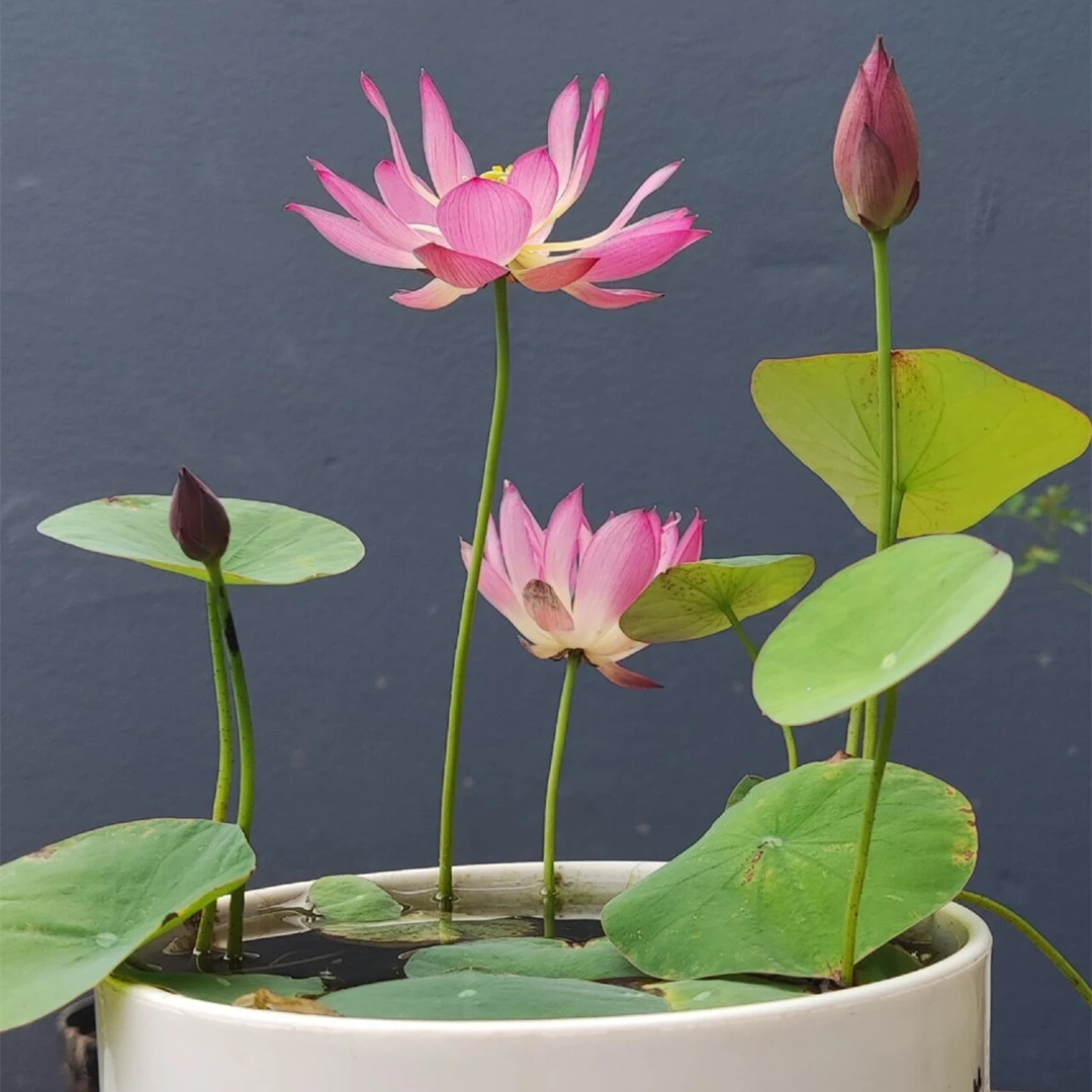 碗莲小盆栽 水培莲花 裸根微型荷花 多年生阳台庭院水生植物