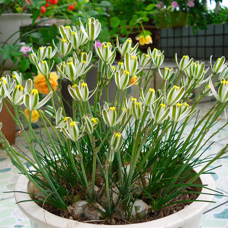 小苍角殿/香水兰 多年生球根花卉 花园庭院阳台盆栽浓香型植物