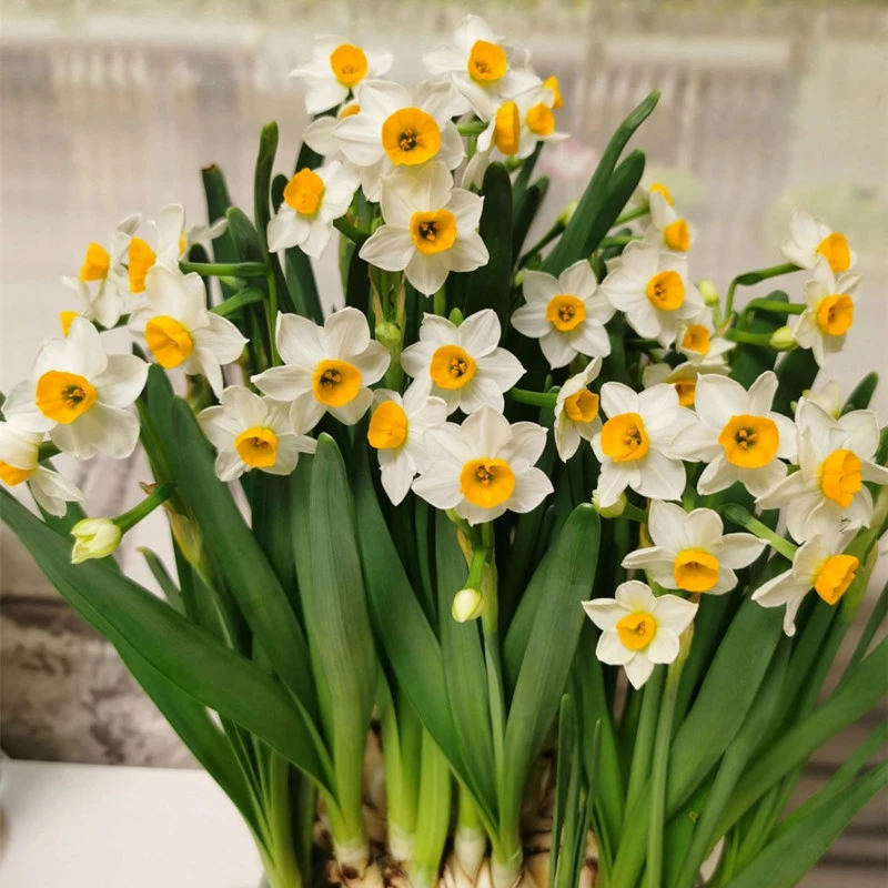 漳州水仙花 水培植物 室内阳台水养种球植物 春节前后开花 浓香