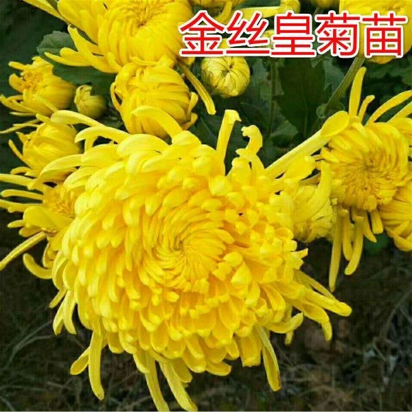 可食用菊花苗金丝皇菊苗泡茶喝阳台庭院观赏植物秋菊盆栽婺源皇菊