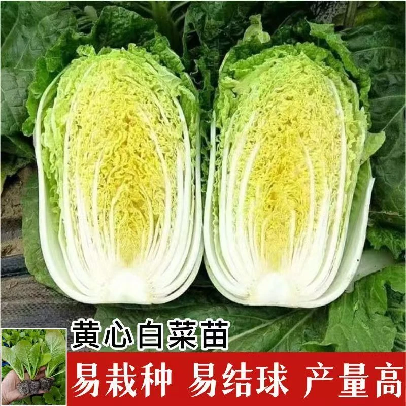 黄心白菜苗大白菜苗秧苗带土苗秋冬蔬菜苗白菜苗幼苗娃娃菜苗秧苗