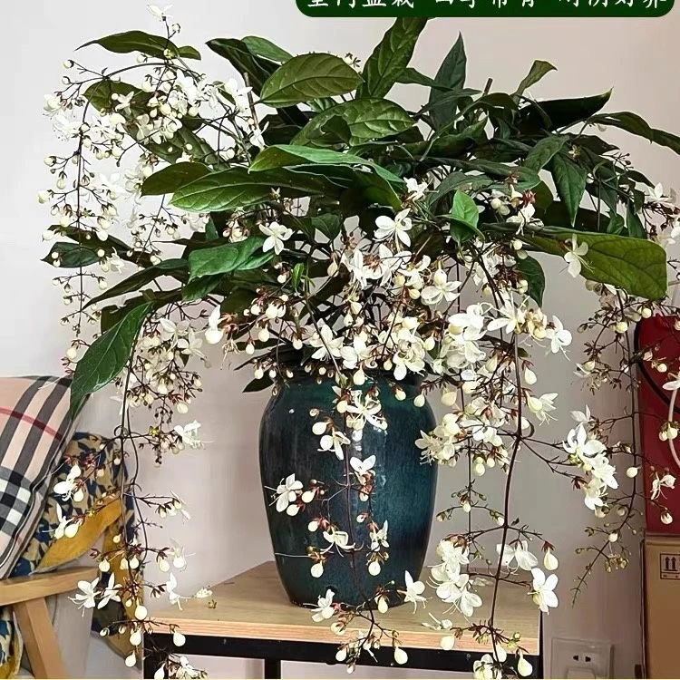 垂丝茉莉盆栽花卉绿植阳台栽培冬季客厅美观白色春季夏季精致