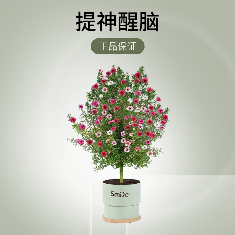 正宗松红梅花卉带花苞盆栽绿植耐寒耐热植物南方北方室内梅花盆景