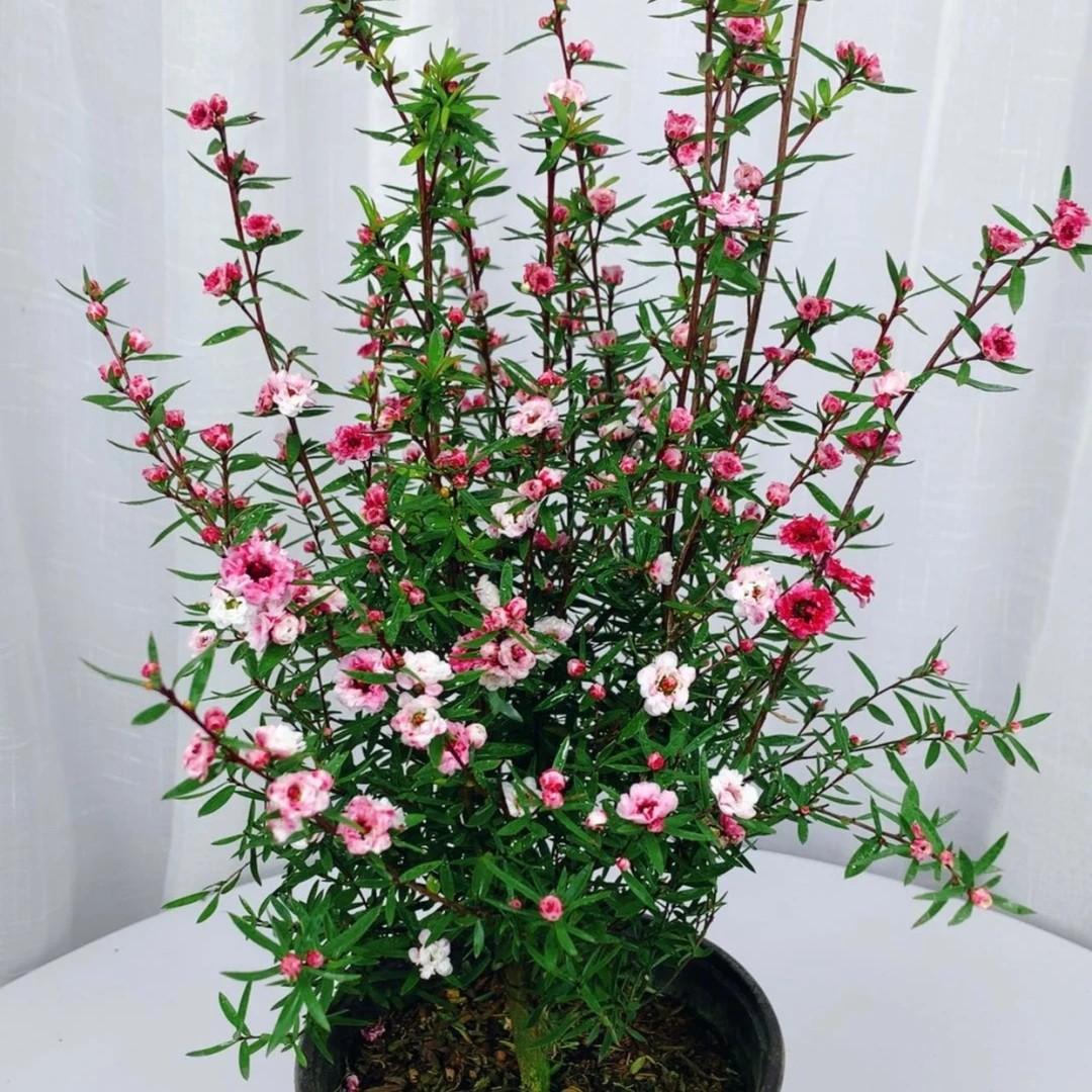 基地直销松红梅花卉盆栽耐寒耐热植物南方北方室内开花盆栽绿植