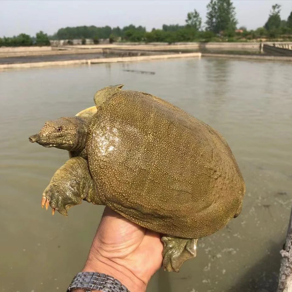 【老甲鱼一只3-3.3斤】江西南丰外塘生态养殖滋补包邮包活