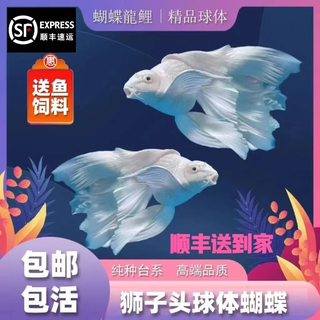 纯种蝴蝶鲤鱼贵妃体白普观赏鱼养鱼饲养活体发货养殖精品耐活