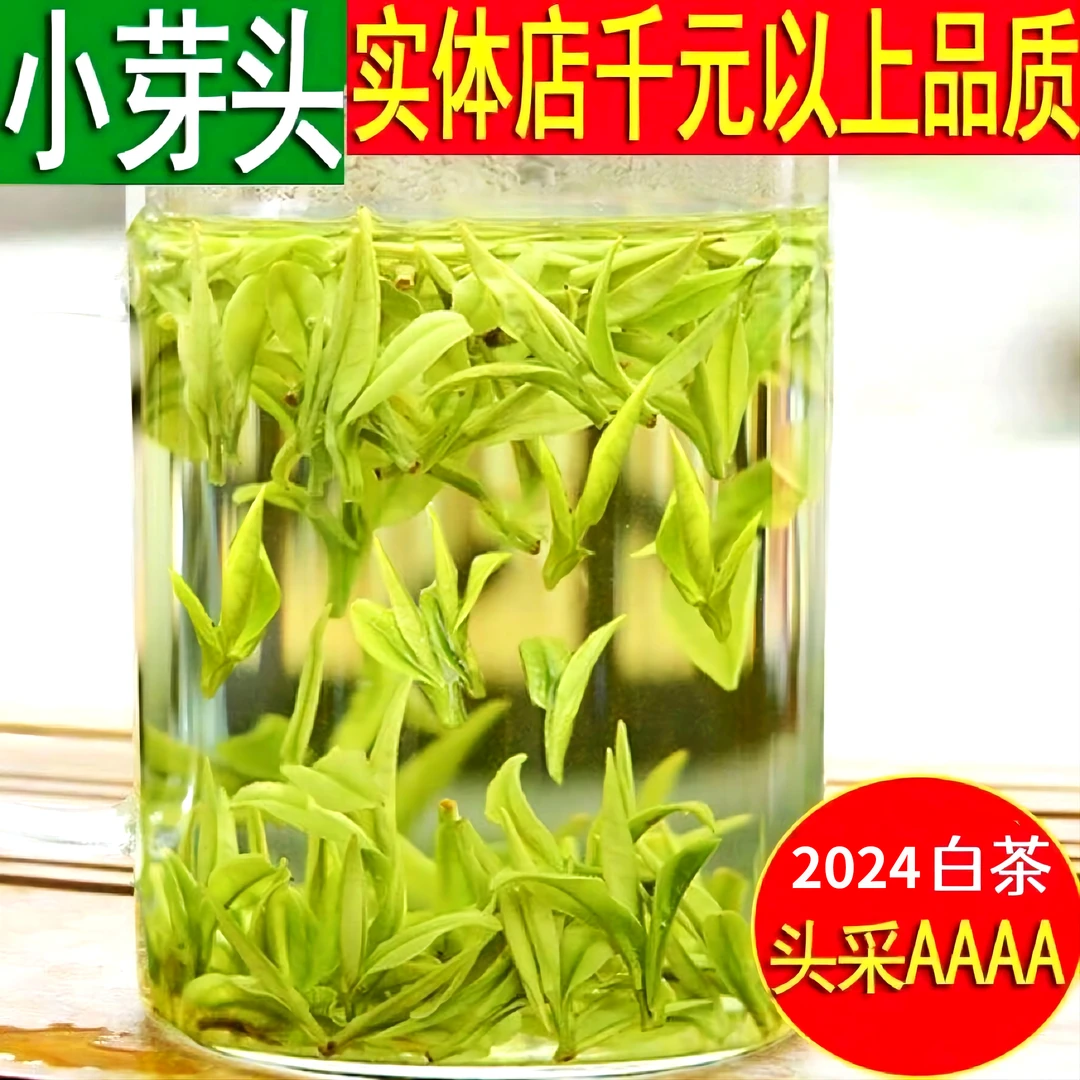 兰香【头采白茶】鲜爽回甘安吉新茶早春明前小嫩芽高山绿茶浙江送礼