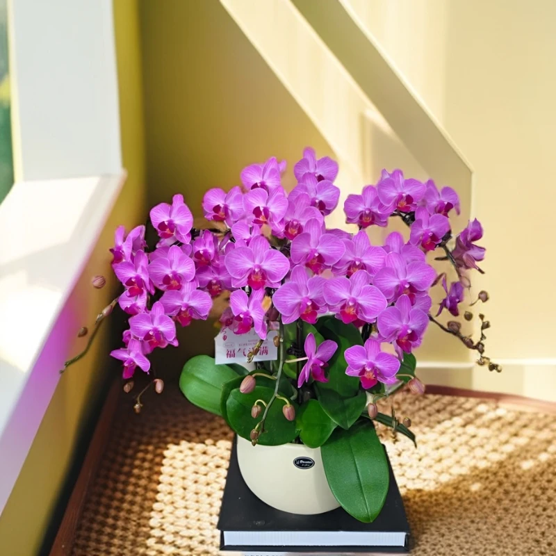 [安祖斯图加特]紫色系蝴蝶兰带花精致组盆鲜花绿植