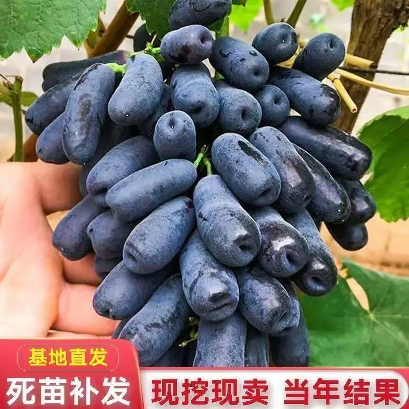 正宗嫁接葡萄苗蓝宝石树无籽葡萄果树苗耐寒无核南方北方种植当果