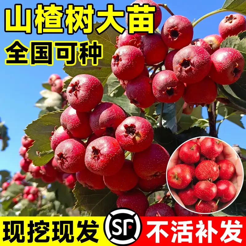 山楂树活苗大五棱无籽山楂当年结果纯甜盆栽地庭院南北方种植耐寒