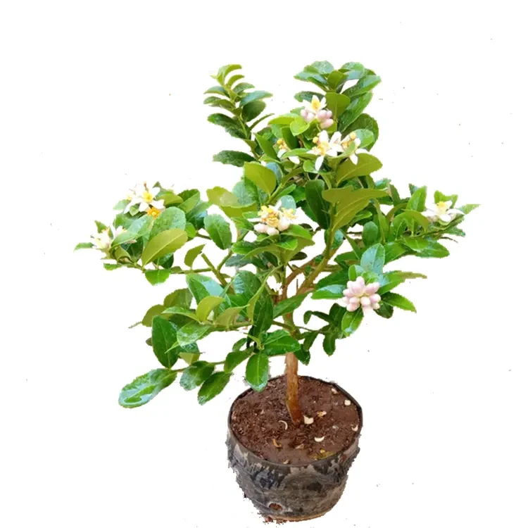 柠檬树苗带果柠檬苗绿植盆栽室内阳台庭院植物四季结果香水柠檬树