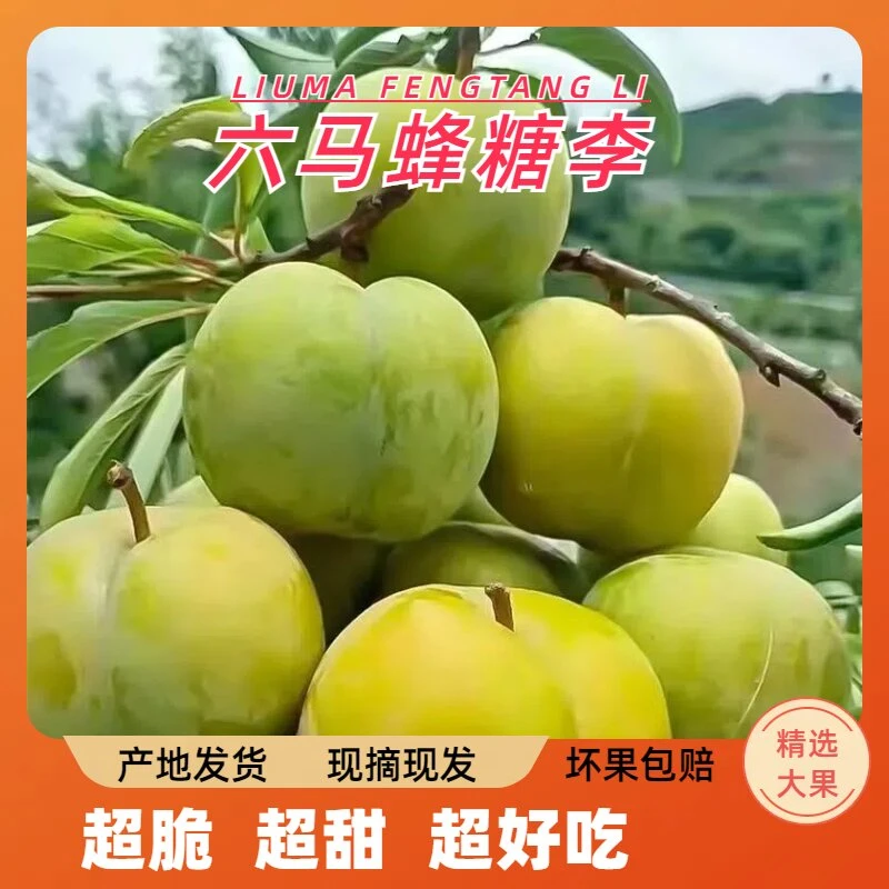 正宗贵州六马蜂糖李人工种植人工采摘48小时包邮到家