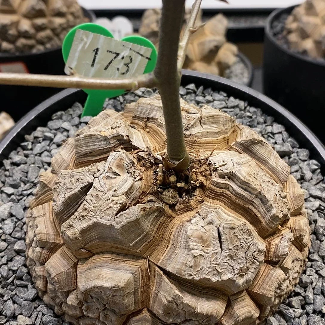 南非龟甲龙龟甲龙