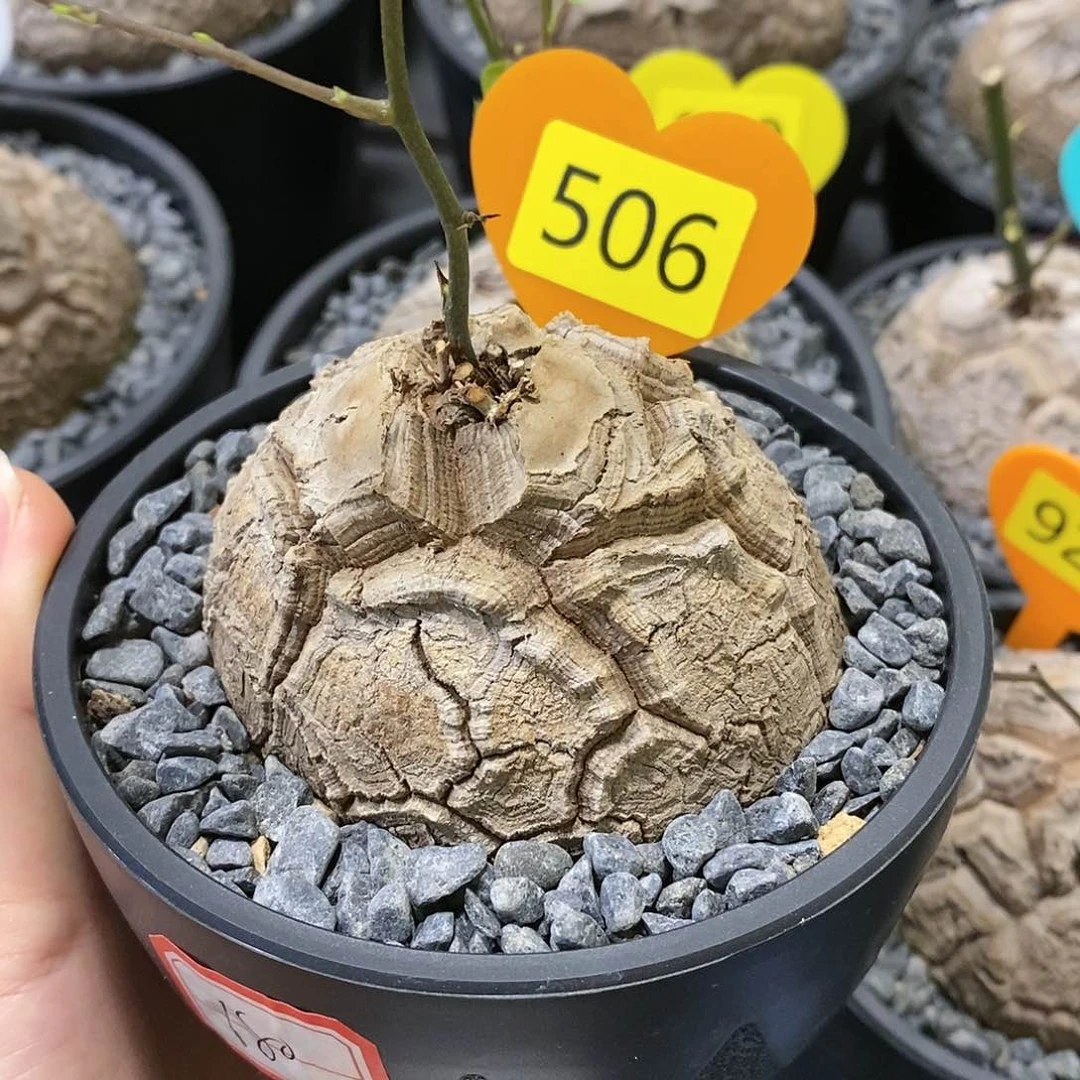 南非龟甲龙龟甲龙