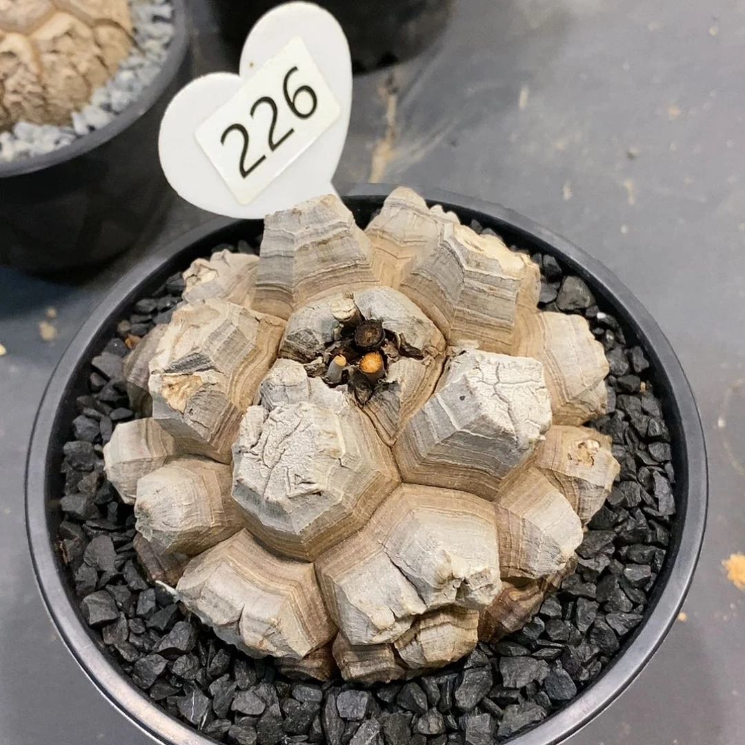 南非龟甲龙龟甲龙