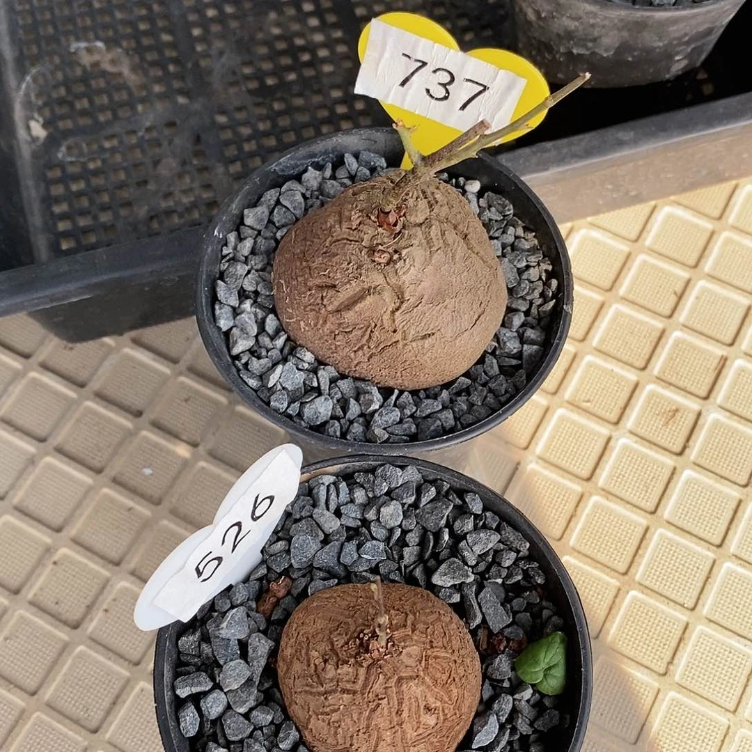 南非龟甲龙龟甲龙