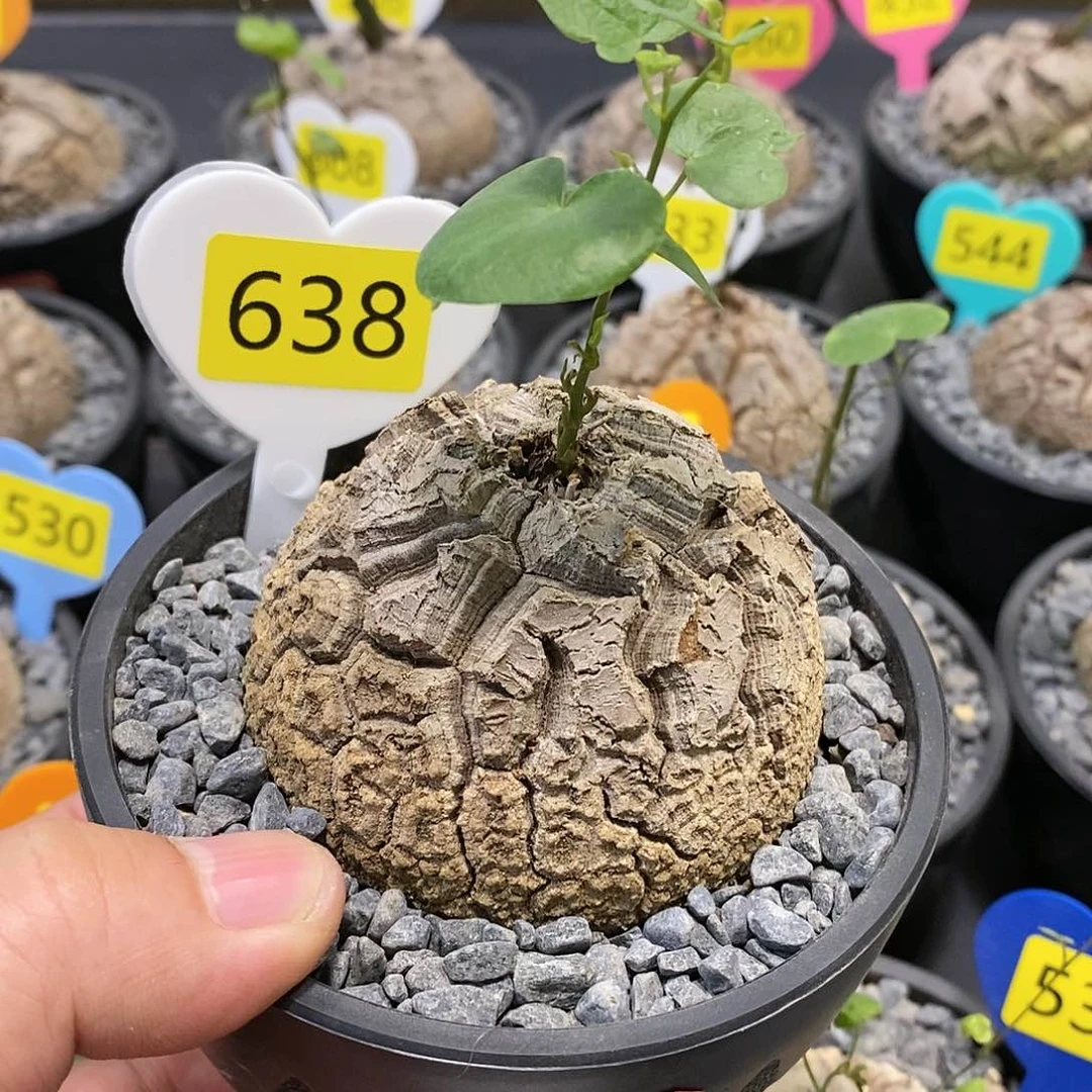 南非龟甲龙龟甲龙