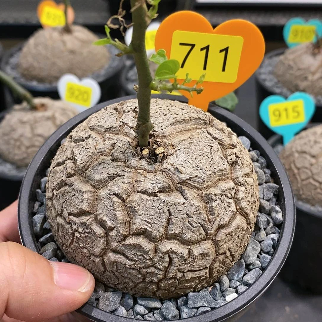 南非龟甲龙龟甲龙