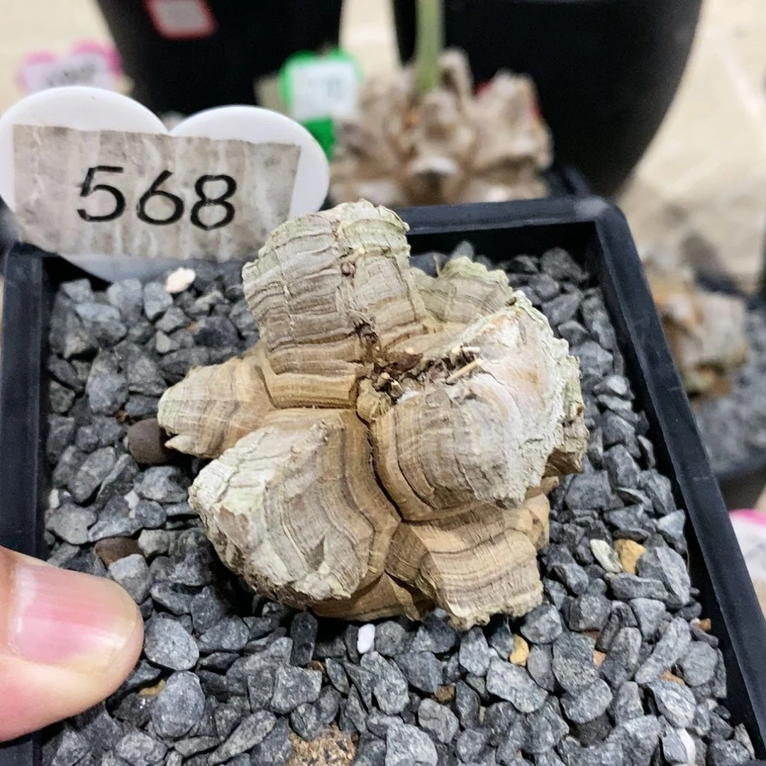 南非龟甲龙龟甲龙