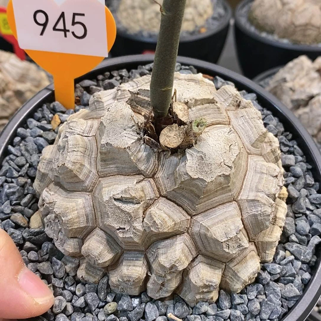 南非龟甲龙龟甲龙