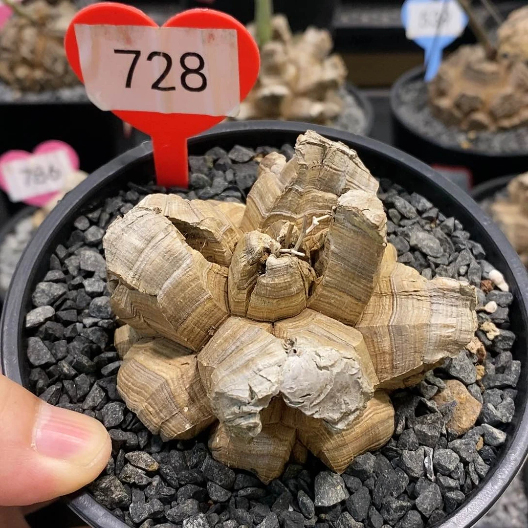 南非龟甲龙龟甲龙
