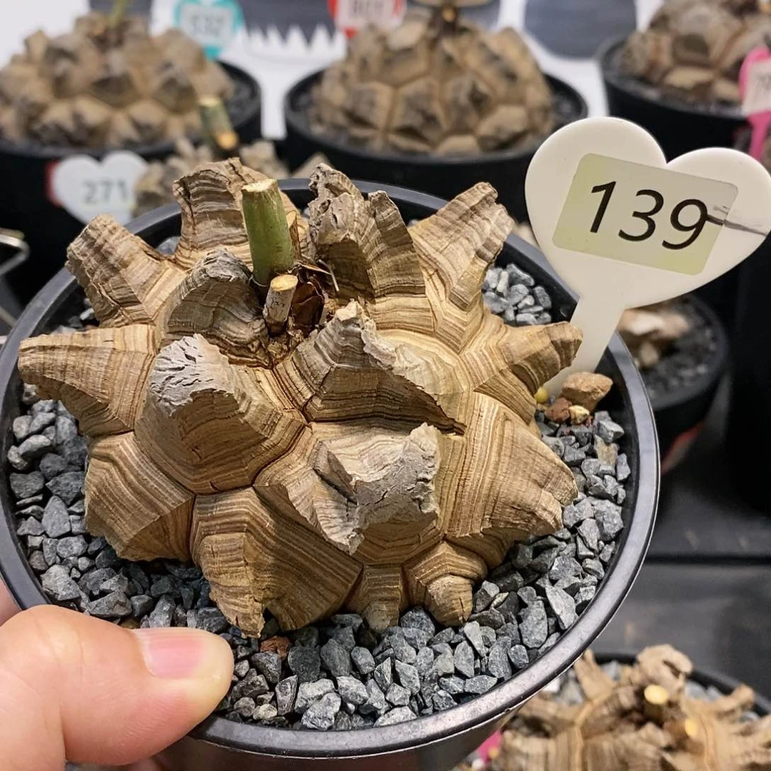 南非龟甲龙龟甲龙