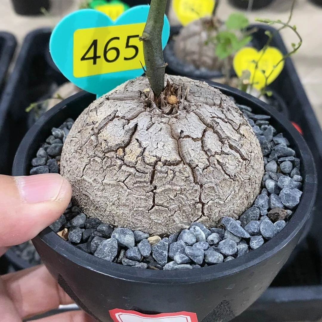 南非龟甲龙龟甲龙