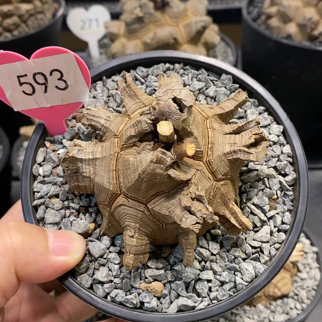 南非龟甲龙龟甲龙