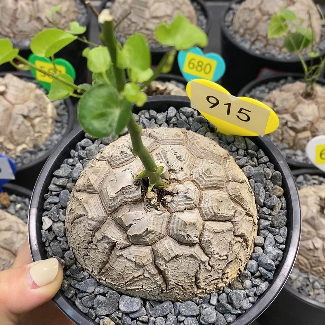 南非龟甲龙龟甲龙