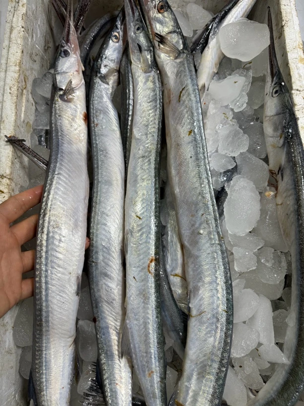 大连海鲜  真亮鱼4斤