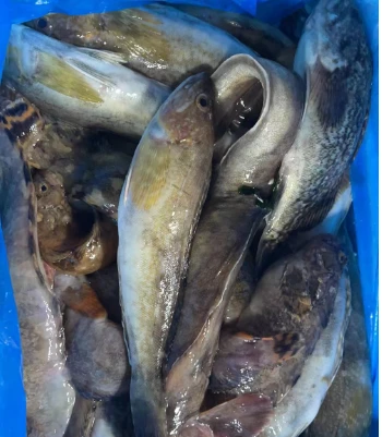 杂鱼2斤