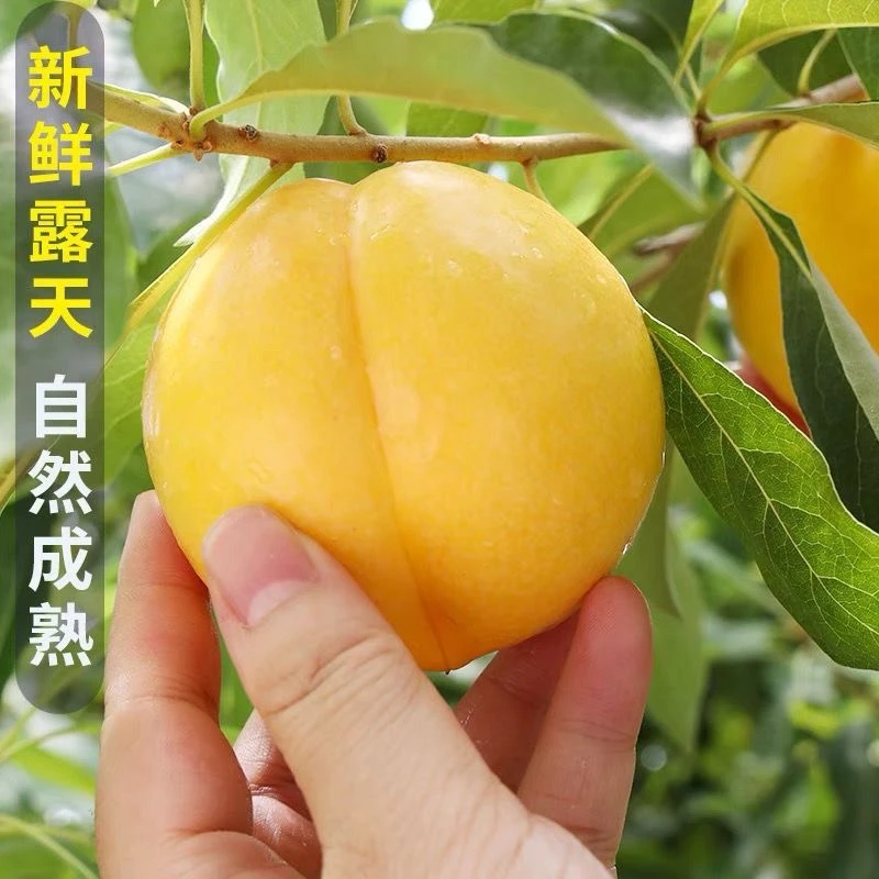 【现摘现发】山东蒙阴蜜桃黄金油桃新鲜脆甜多汁黄金油桃尝鲜