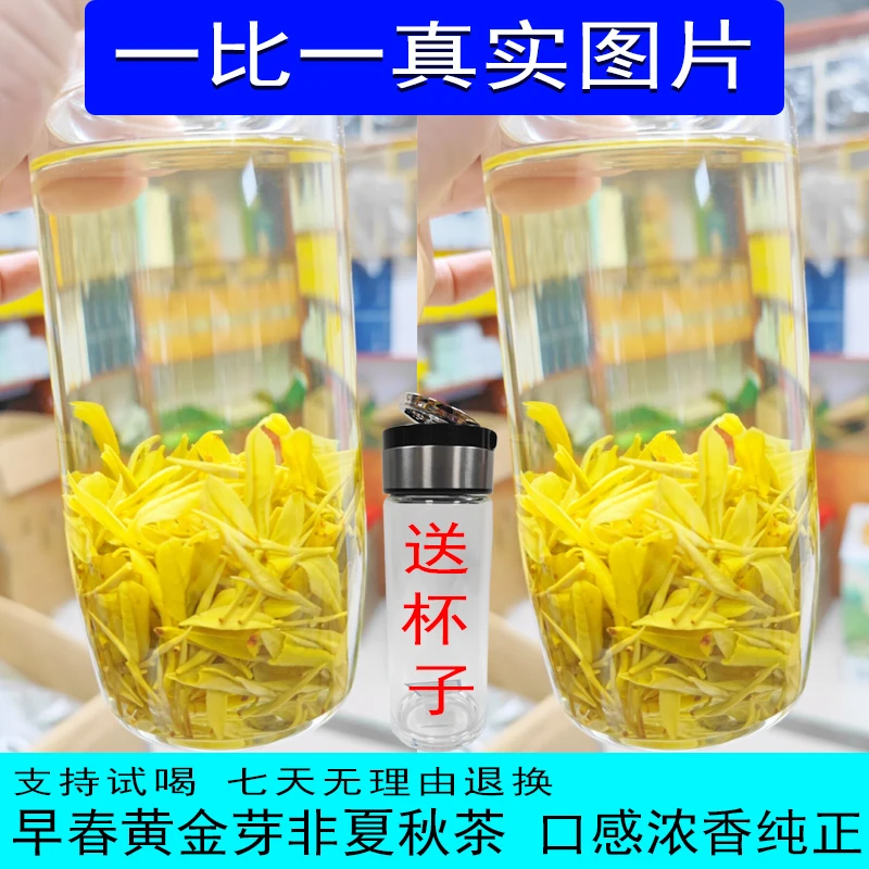春茶黄金芽新茶特级 奶香浓郁 汤色金黄透亮浓香耐泡上等好茶