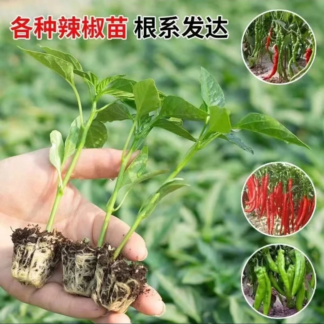 高产辣椒苗带土秧苗蔬菜苗朝天椒薄皮四季地栽盆栽苗包赔直播