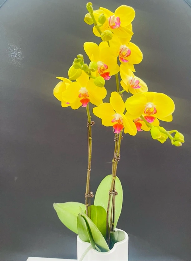 《富乐夕阳》2024年宵花阳台客厅接待鲜花绿植蝴蝶兰