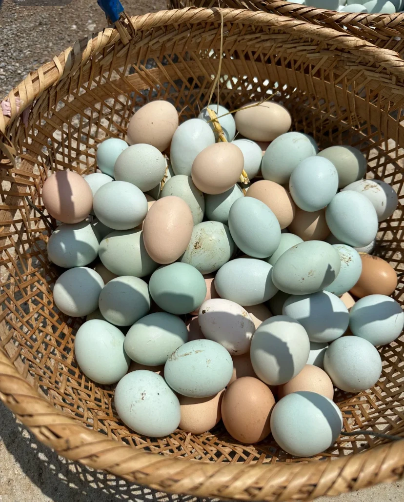 本地 农家 土鸡鸡蛋
