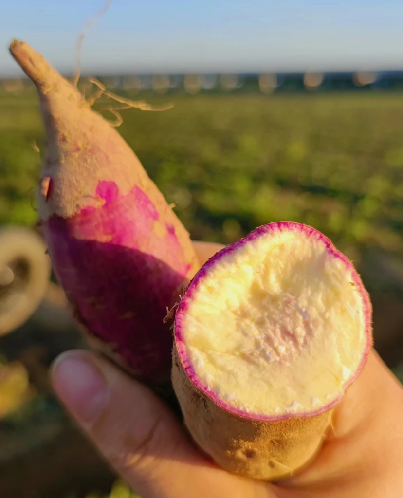 从化优选 一点红番薯