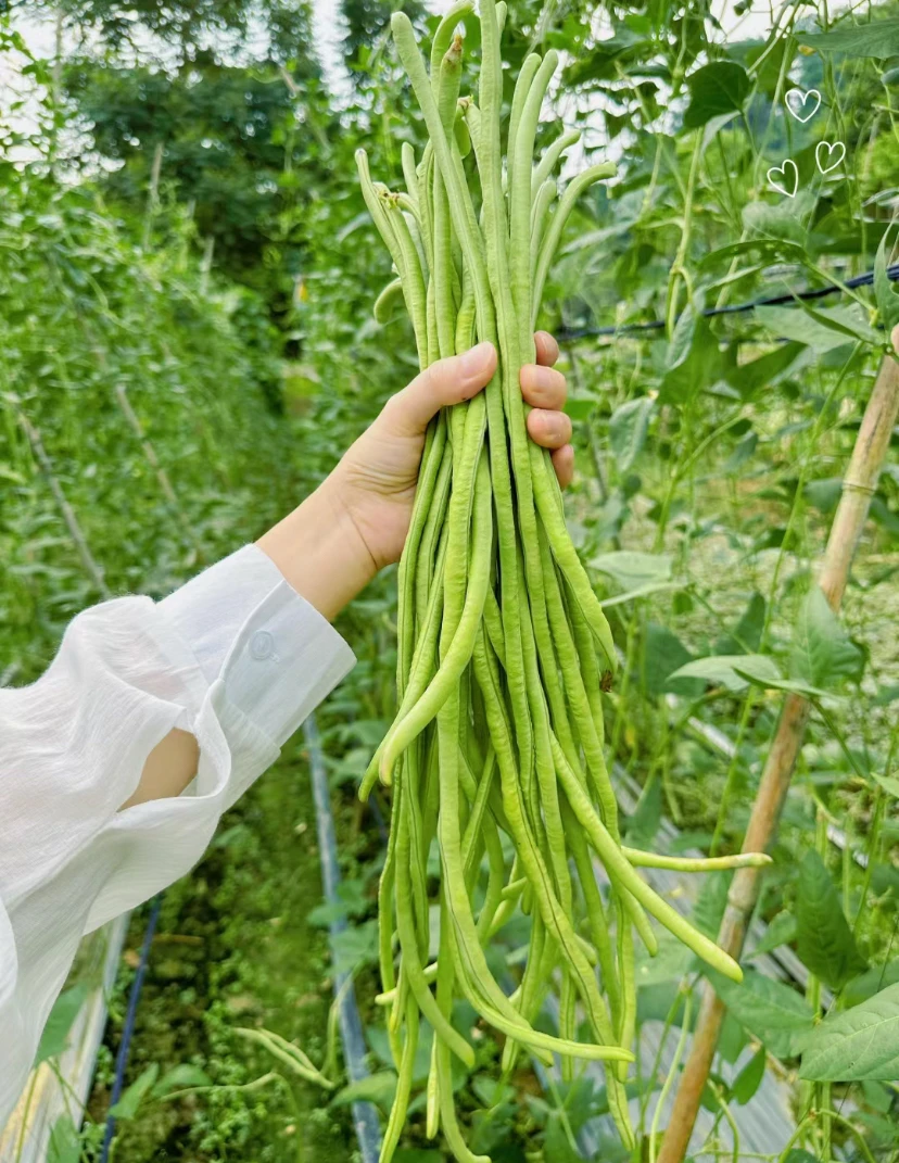 222【肥仔鹏】农家蔬菜走乡村「可搭配香菇」