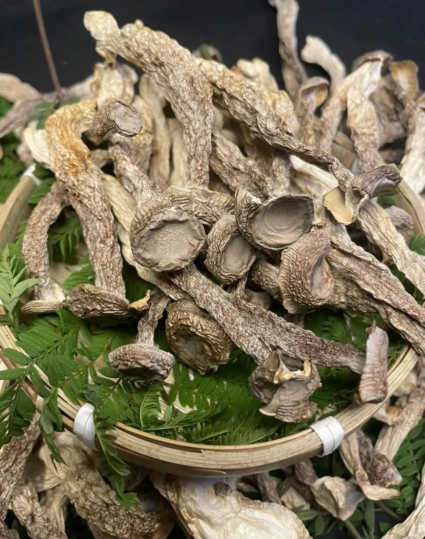 【干货】乡村好物 脆脆菇 鹿茸菇