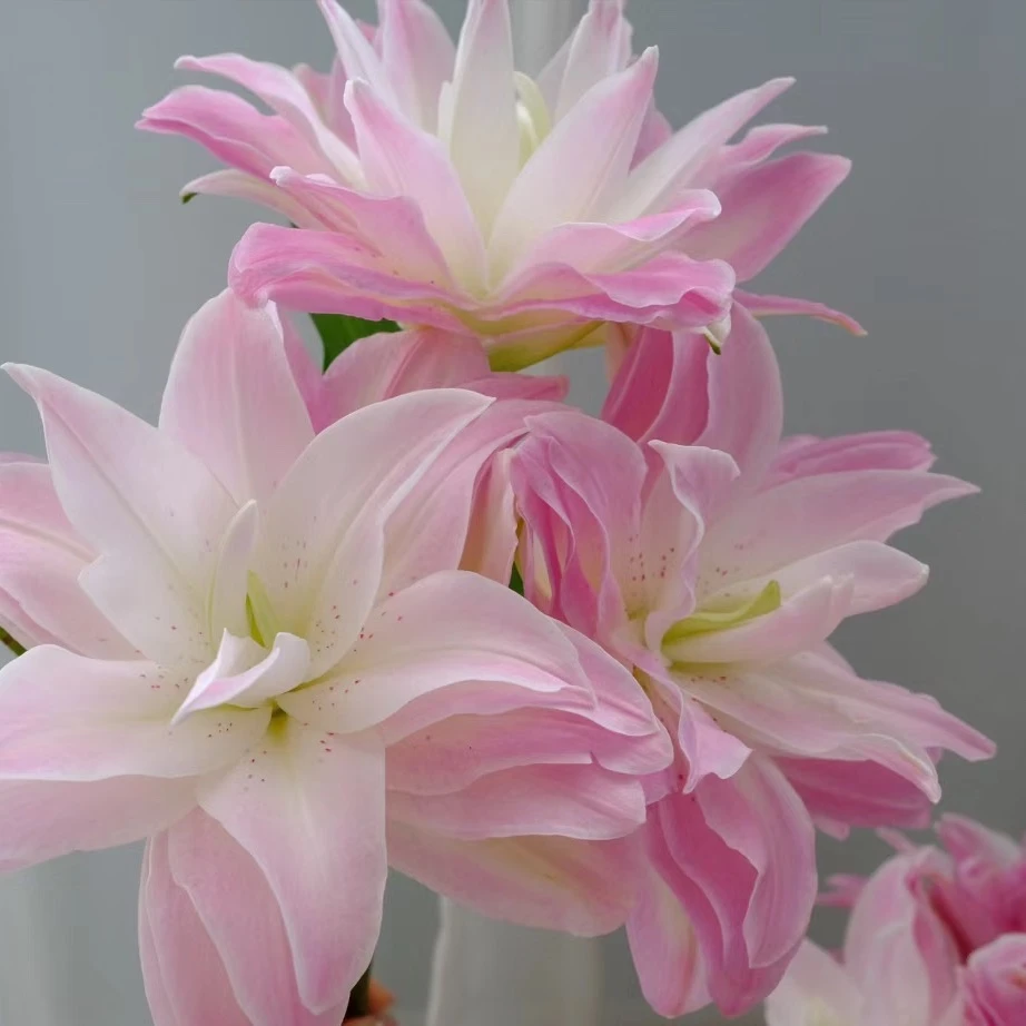 【南枝巷鲜花】重瓣百合系列（运损百分之10不售后）