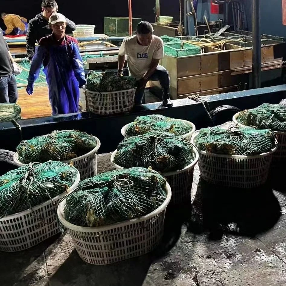 现拍肉蟹腌仔蟹【包肥包肉】新鲜到家空运 1对1拍（不包活）