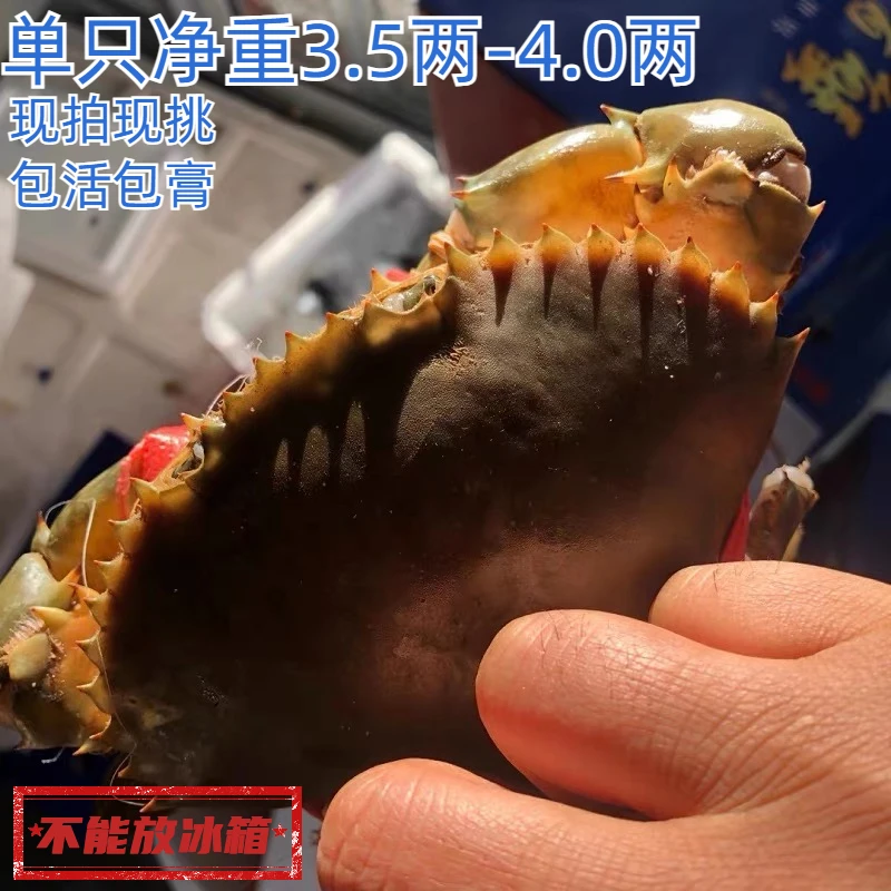 【5只装包邮中规格红膏蟹】青蟹母蟹膏蟹无绳子单只净重3.5两-4.0两