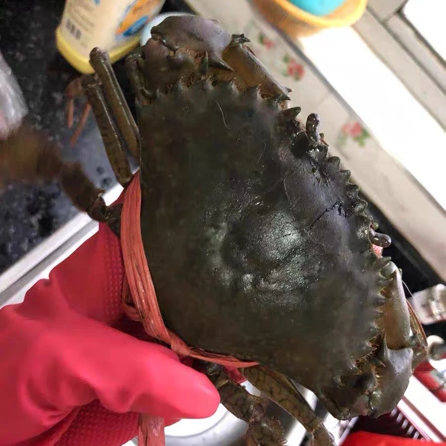 【4只装特大规格】大红膏蟹红鲟螃蟹无绳单只净重4-5两包膏包肉包活